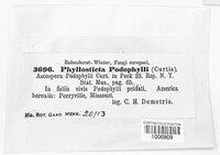Phyllosticta podophylli image